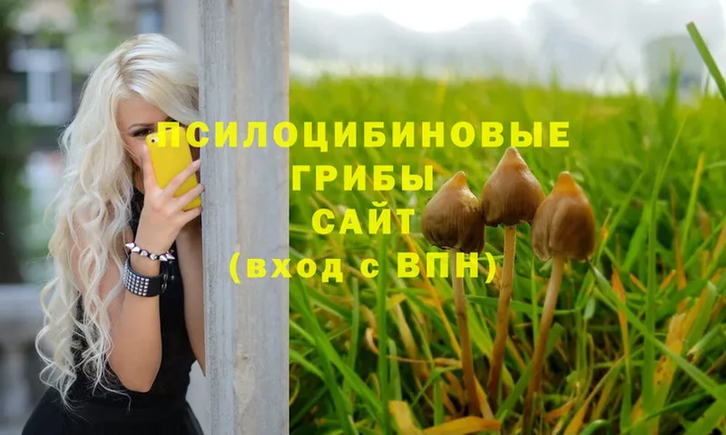 Галлюциногенные грибы Psilocybe Полтавская